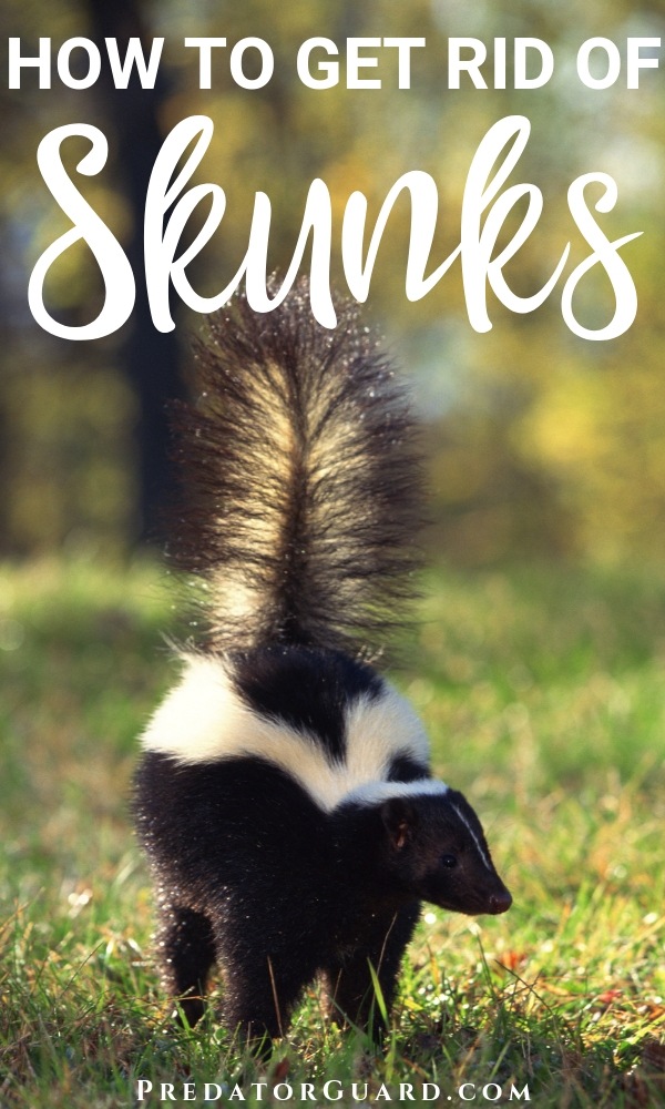 How To Get Rid of Skunks (Natural, Non- Lethal Methods) | Predator Guard -  Predator Deterrents and Repellents