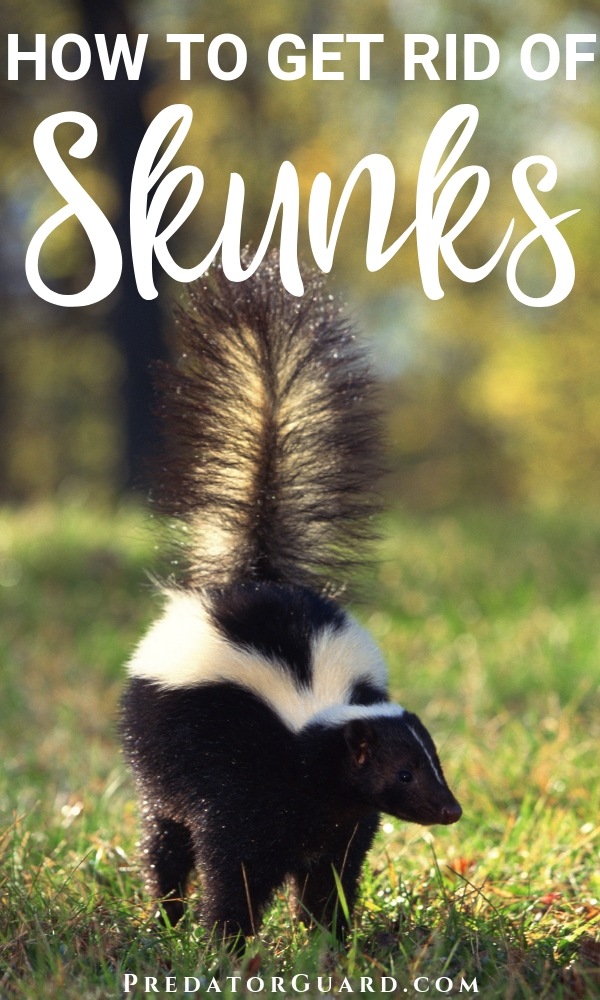 How To Get Rid Of Skunks Natural Non Lethal Methods Predator Guard Predator Deterrents And Repellents