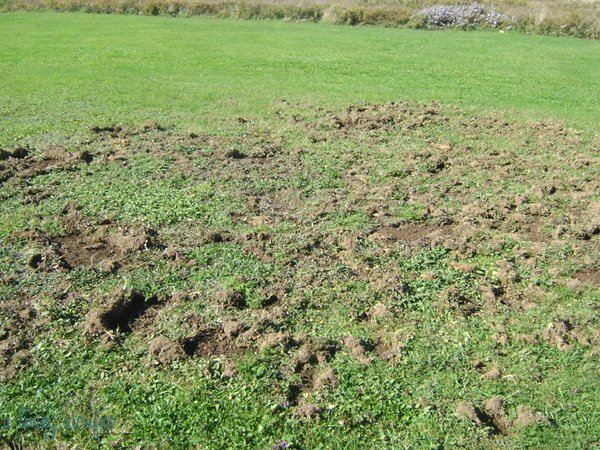 Predator Guard holes in grass yard dug by skunks