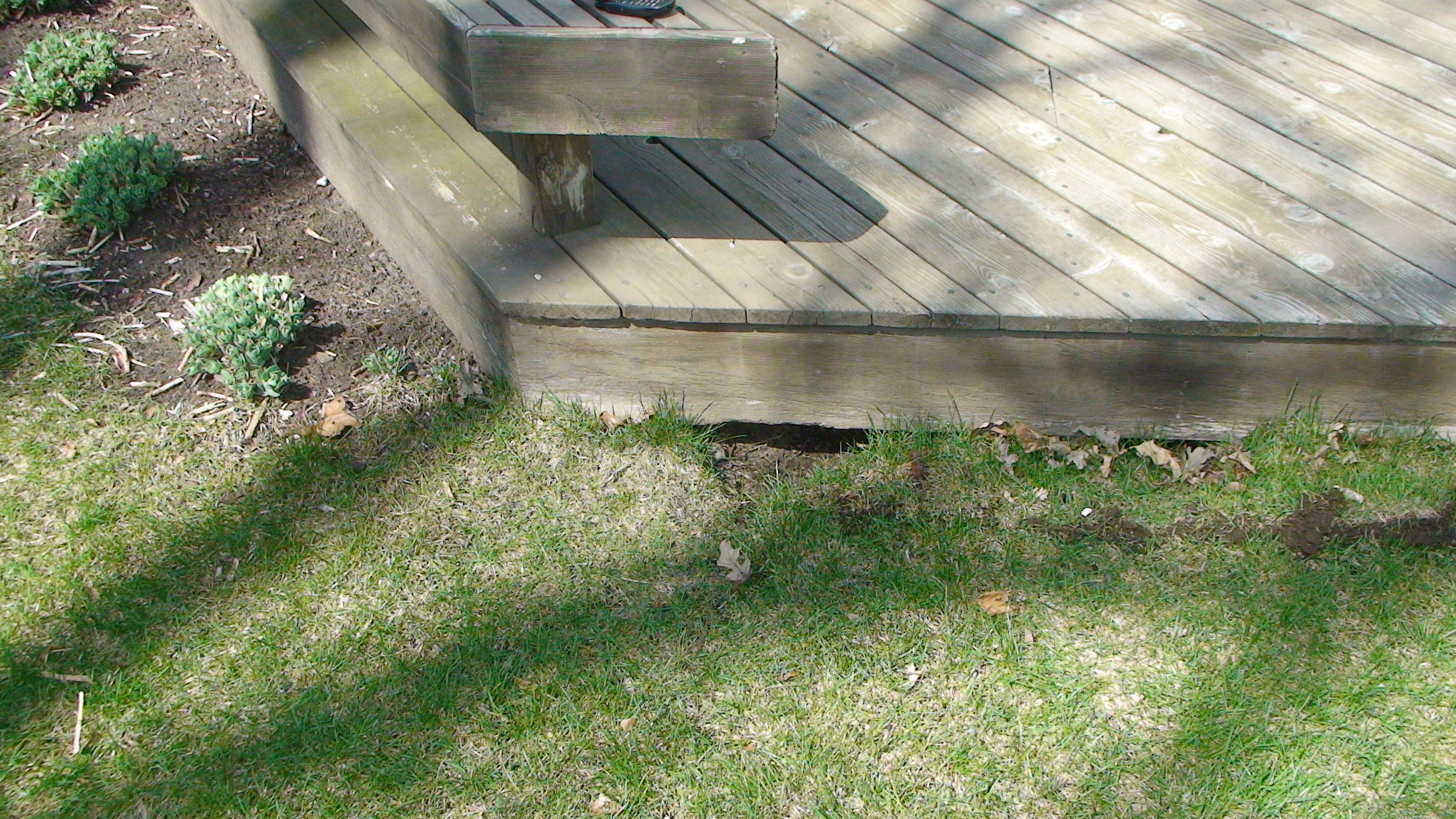 Predator Guard skunk den under house deck