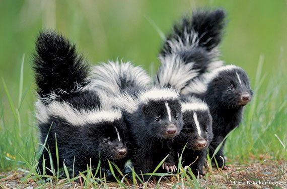 Predator Guard four small skunks in grass area