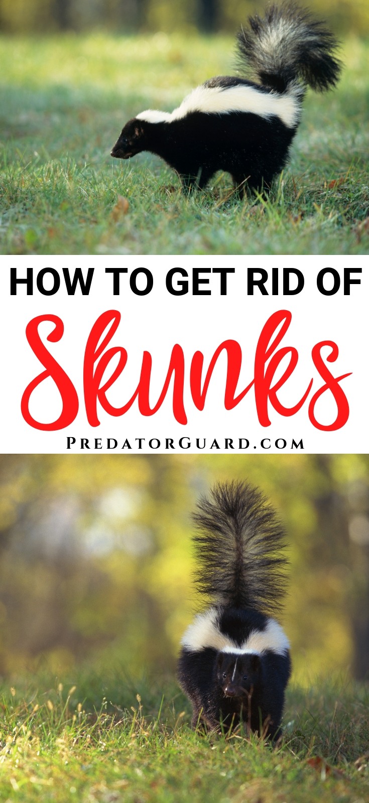 How-To-Get-Rid-of-Skunks-Long