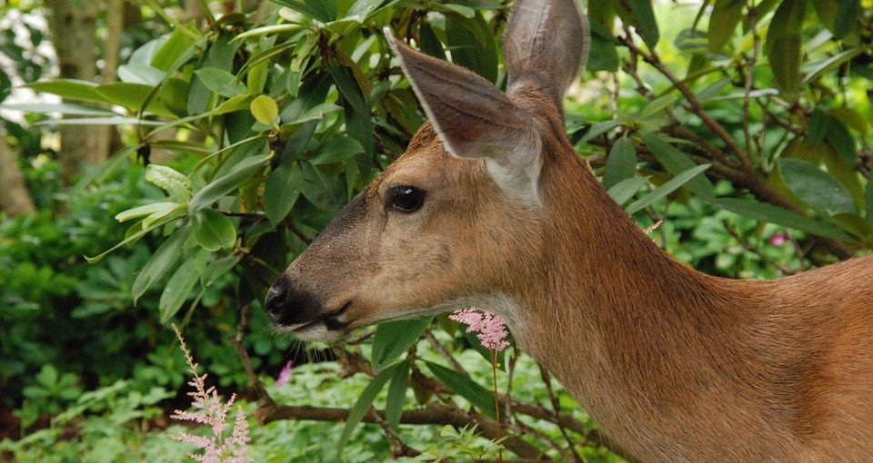 Deer-In-Garden-960x510