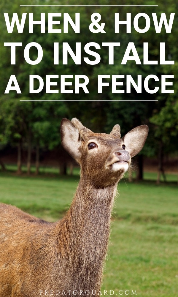 When-and-How-To-Install-A-Deer-Fence
