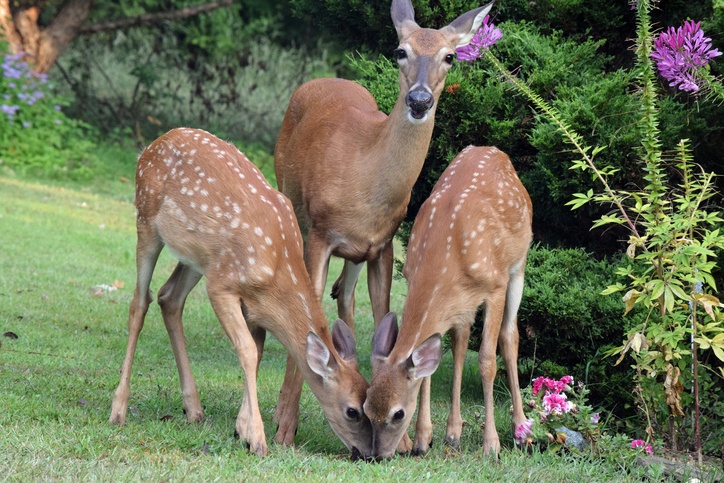 Predator Guard three deer eating grass from garden