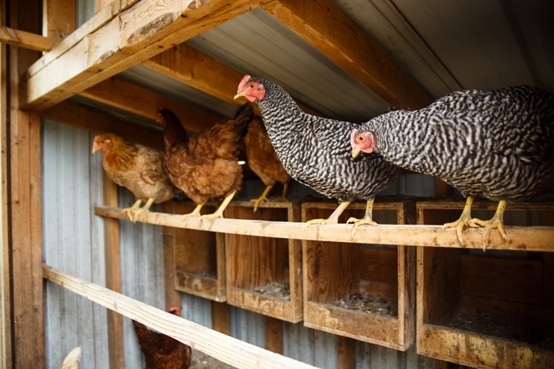 How To Protect Chickens From Weasels - Predator Guard 