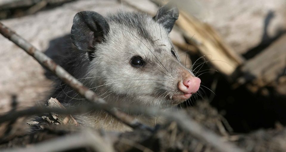 Opossum-960x510