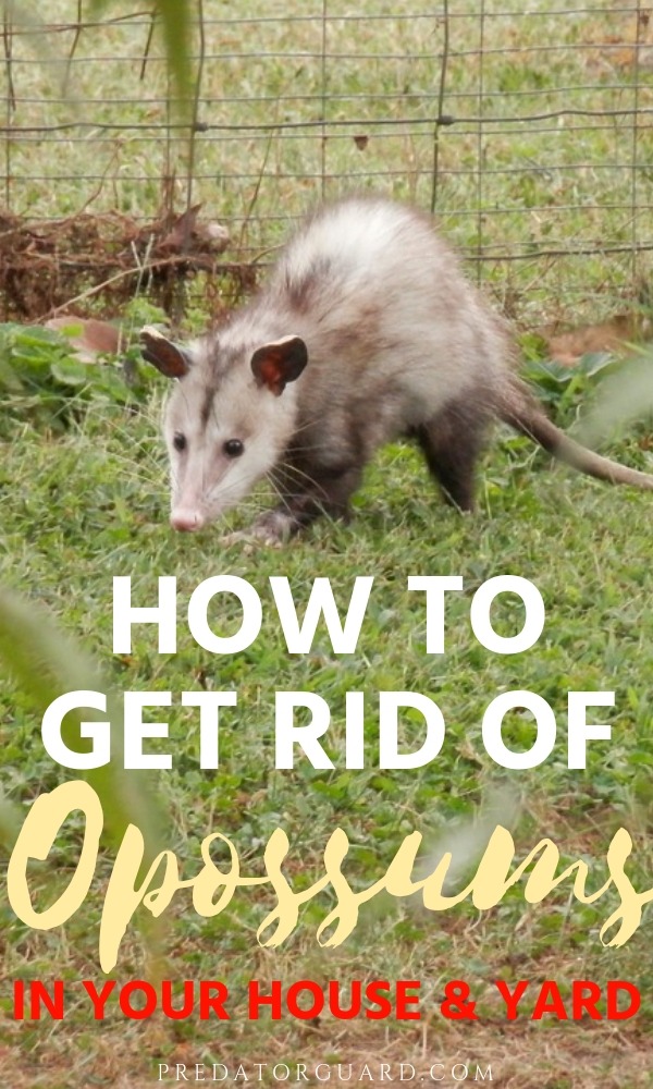 Predator Guard opossum walking on grass