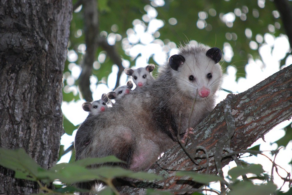 Predator Guard opossum with babies on a tree branch