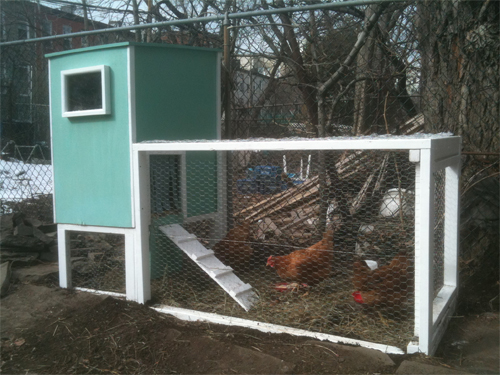 Predator Guard teal chicken coop with three chickens placed in backyard