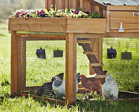 predator guard solar LED deterrent lights installed around wire mesh with chickens inside