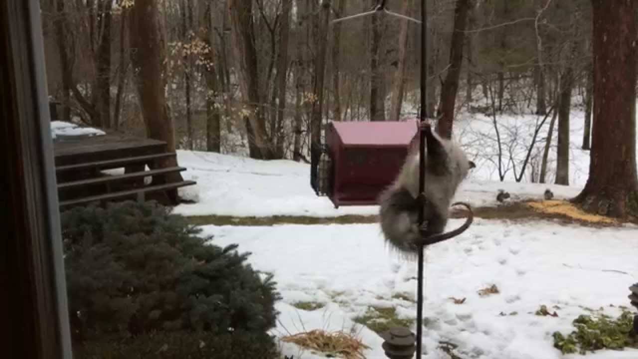 Predator Guard Opossum climbing on pole trying to get bird feeder