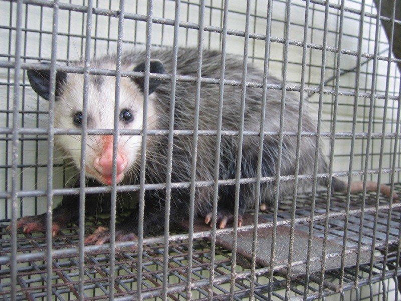 Predator Guard opossum in catch and release trap