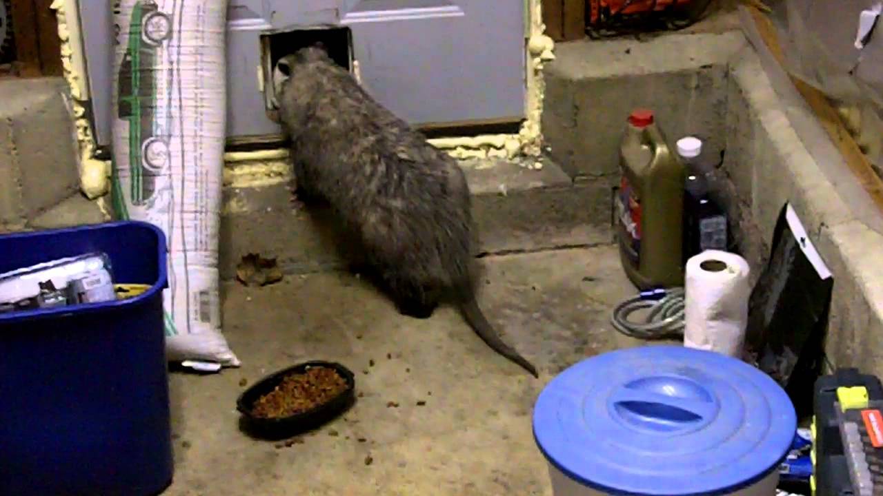 Predator Guard opossum sneaking through pet door