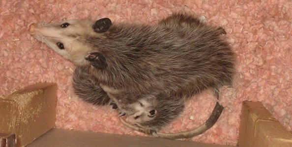 opossum predators