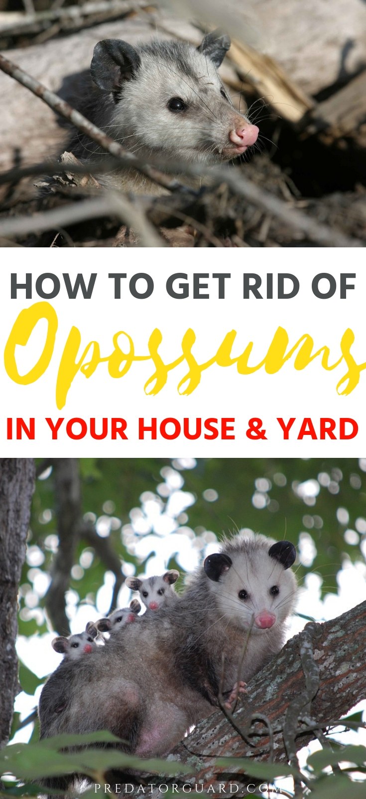 Dealing With Backyard Possum Problems - How To Get Rid Of An