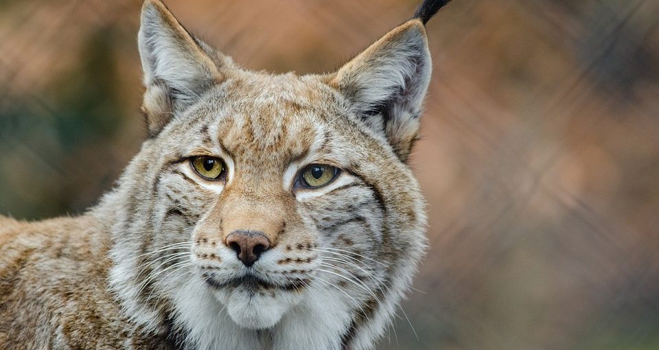 Predator Guard close up of bobcat head
