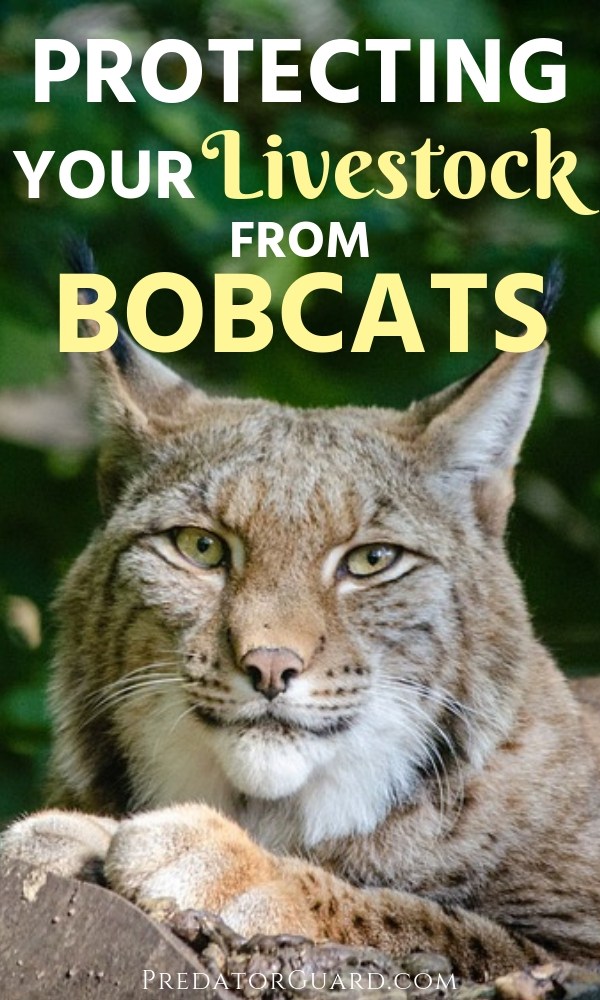 Predator Guard close up of bobcat head looking at the camera