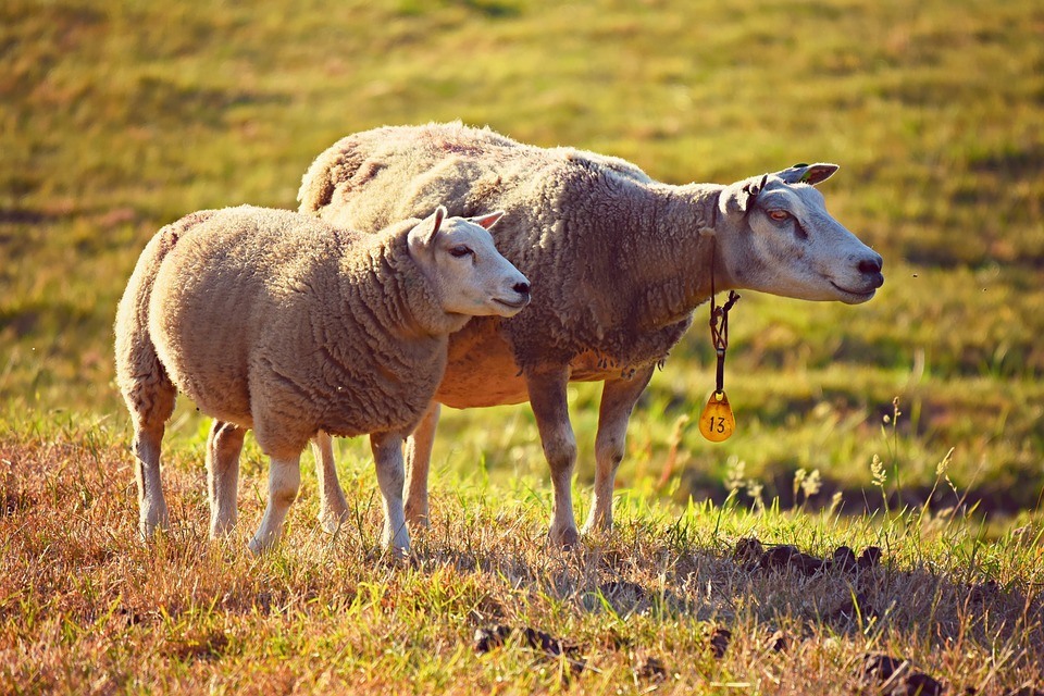 Predator Guard small and big sheep in grass area