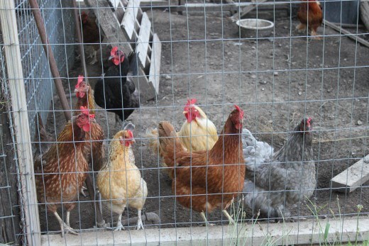 Predator Guard chicken inside wire fence