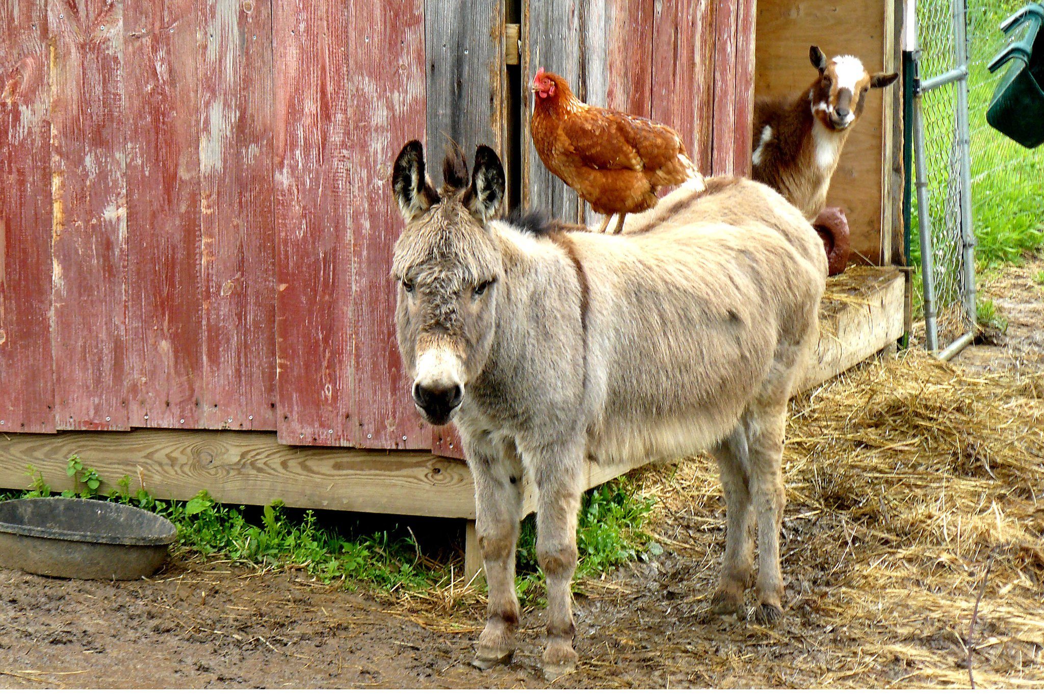 Predator Guard chicken on top of guard donkey in chicken coop