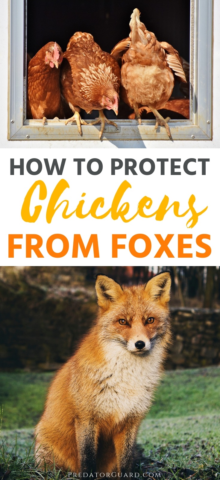 How-To-Protect-Chickens-From-Foxes-Predator-Guard