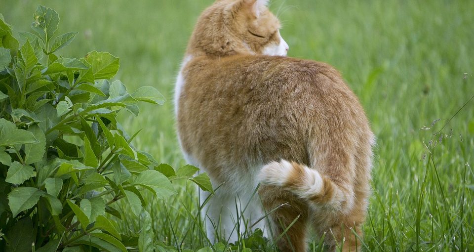 Predator Guard back view of cat walking on grass