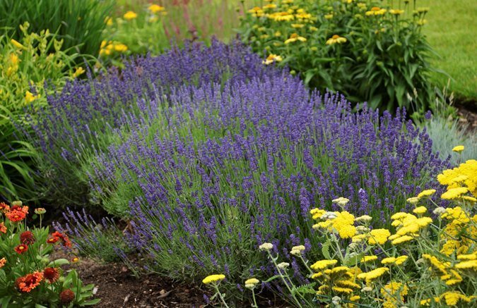 Predator Guard lavander flowers in garden