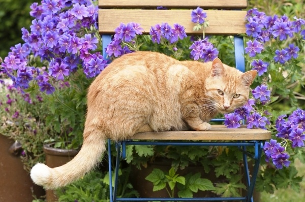 Predator Guard cat on garden chair surrounded with purple flowers