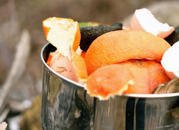 Predator Guard close up of citrus peels in garden