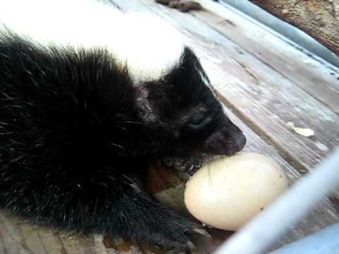 Predator Guard skunk eating chicken egg