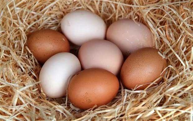 Predator Guard seven chicken eggs in nest