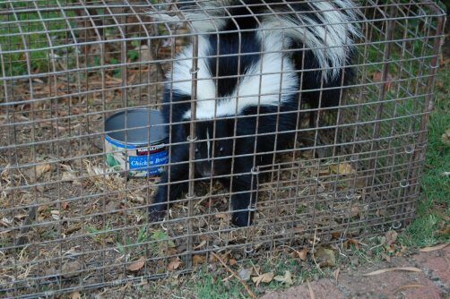 Predator Guard skunk inside catch and release trap