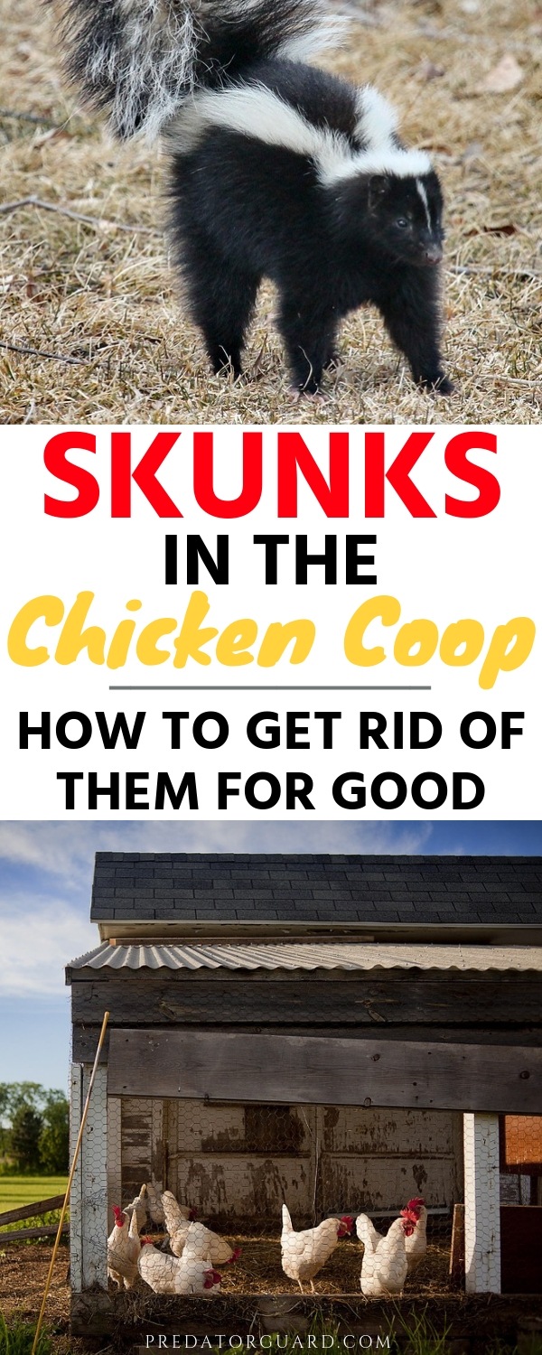 Skunks-In-The-Chicken-Coop-How-To-Get-Rid-of-Them-For-Good-1