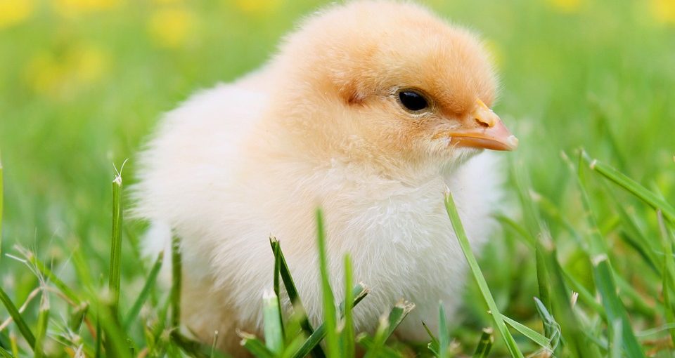 Identifying-12-Backyard-Chicken-Predators-Chicken-960x510