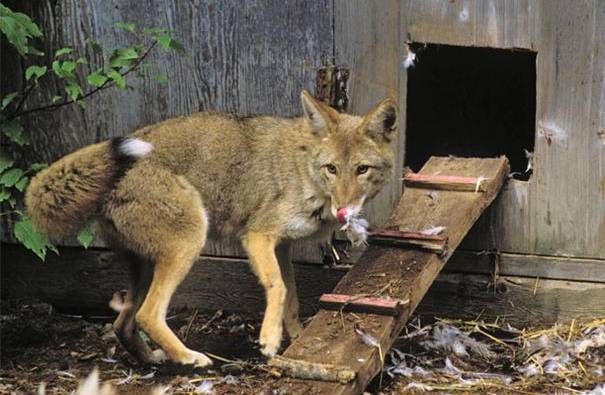 Predator Guard attacking a chicken coop