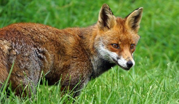 Predator Guard red fox in grass area