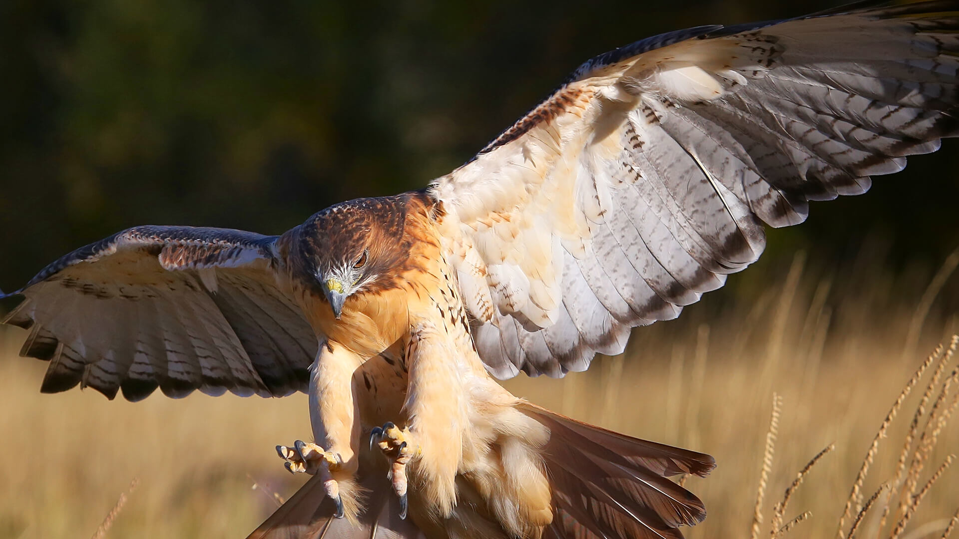 Predator Guard hawk flying in grassland