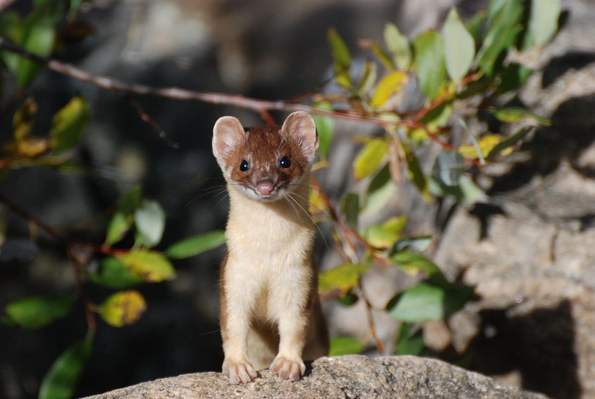 Predator Guard weasel behind tree branch and leaves