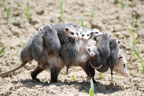 Predator Guard opossum carrying baby opossums while walking on dirt