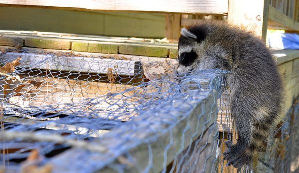 Predator Guard raccoon looking over a chicken wire fence