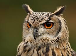 Predator Guard close up of owl head