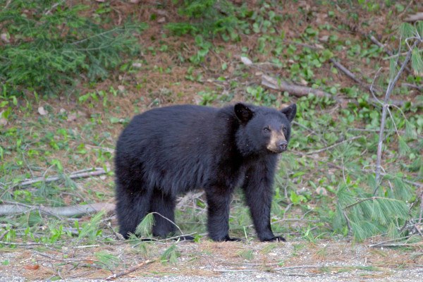 Predator Guard bear surrounded with fallen plants and dirt