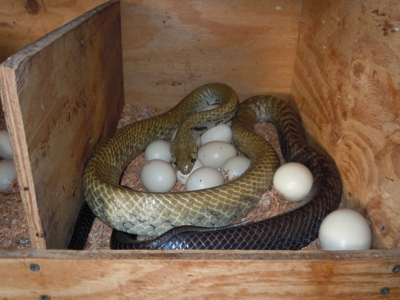 Predator Guard snake with chicken eggs