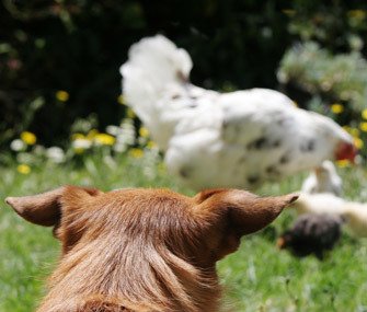 Predator Guard back view of dog head looking at chickens