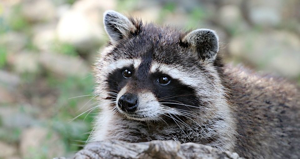 Predator Guard close up of raccoon with bokeh background