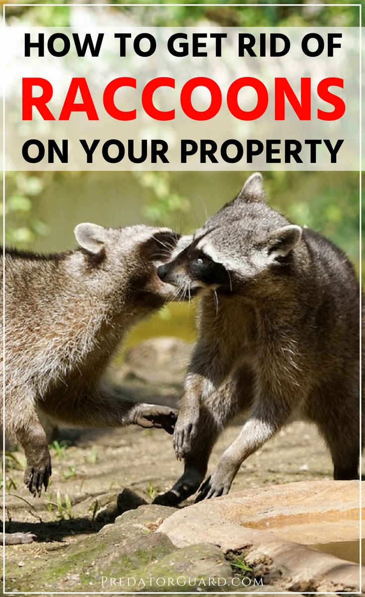 How To Get Rid of Raccoons - Predator Guard - Predator ...