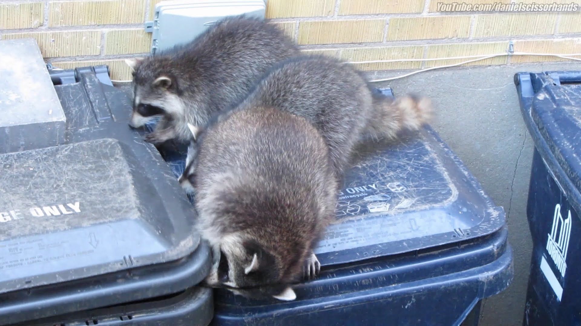 Predator Guard raccoons trying to get in a black garbage bin