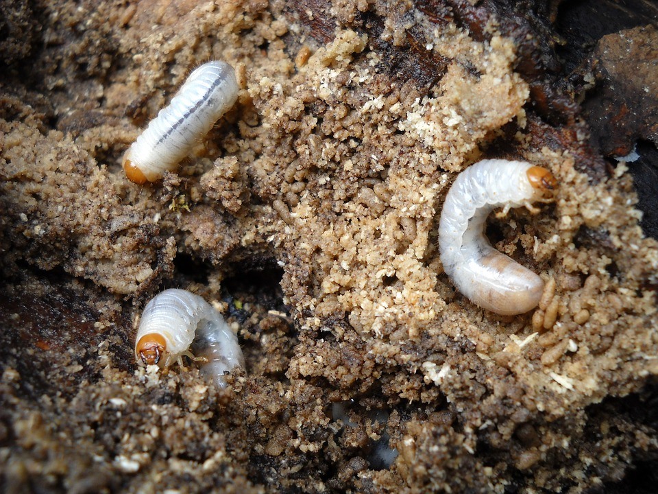 Predator Guard two worms in soil