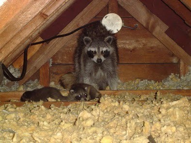 Predator Guard adult raccoon with baby raccoons in attic